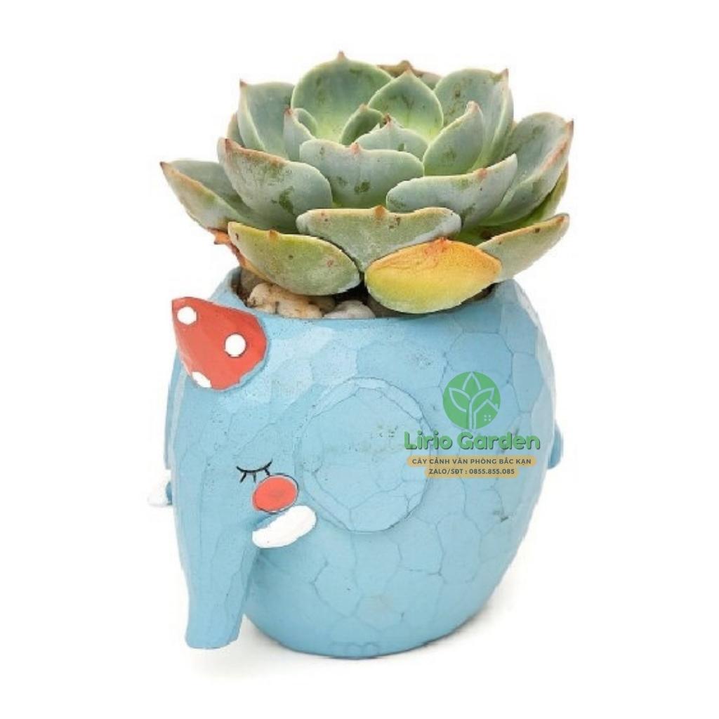 Chậu cây hình voi xanh nước biển
