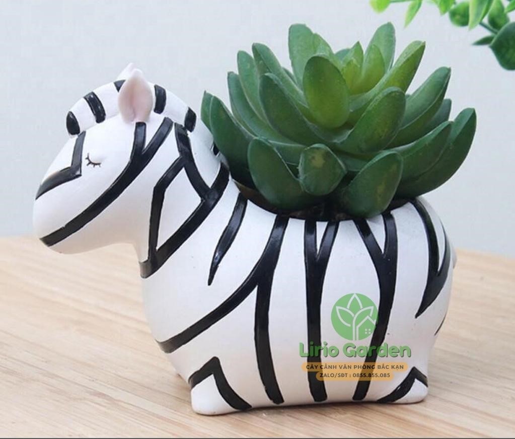 Chậu cây hình ngựa vằn