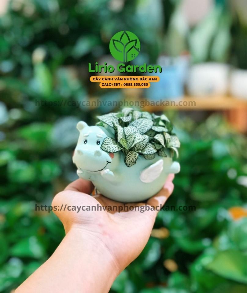 Chậu Cây Hình Hà Mã Có Cánh