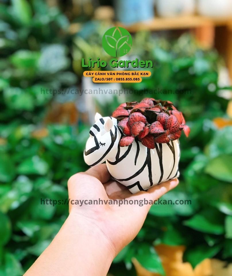 Chậu cây hình ngựa vằn