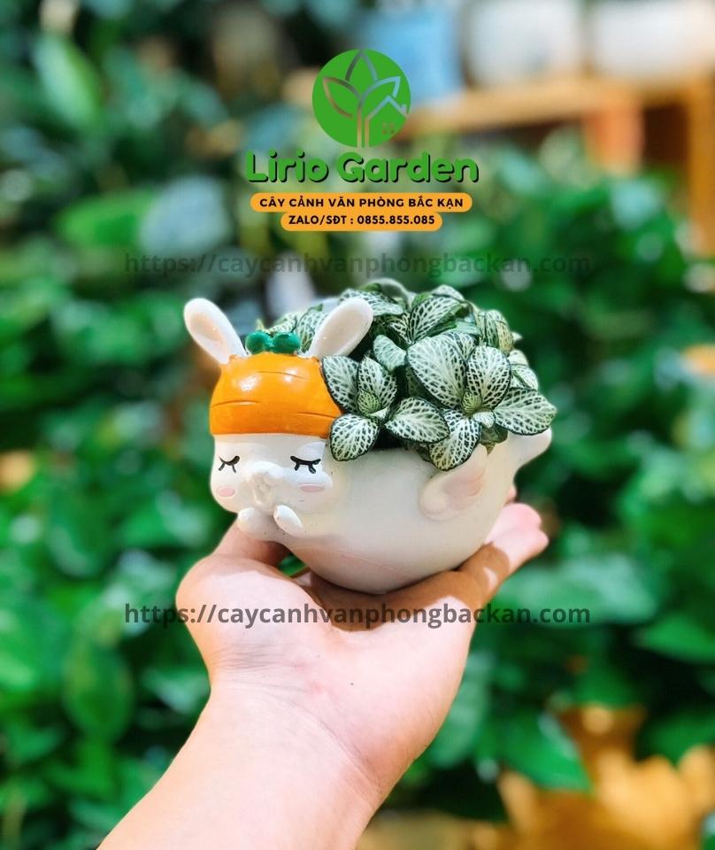 Chậu Cây Hình Thỏ Trắng Có Cánh