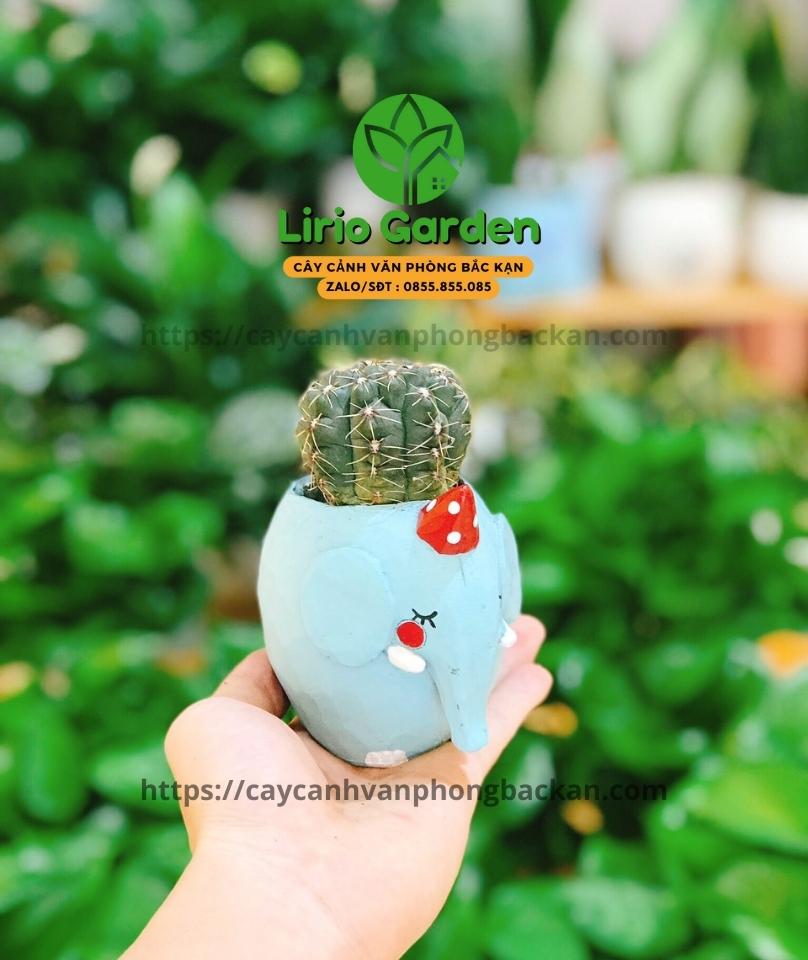 Chậu cây hình voi xanh nước biển