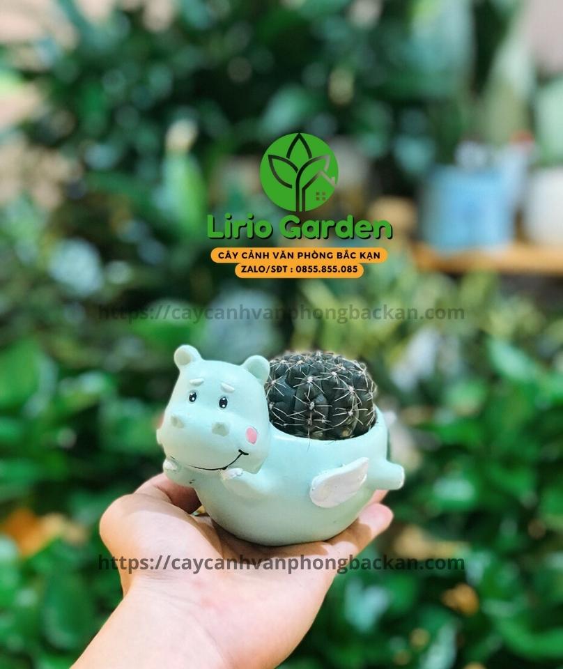 Chậu Cây Hình Hà Mã Có Cánh