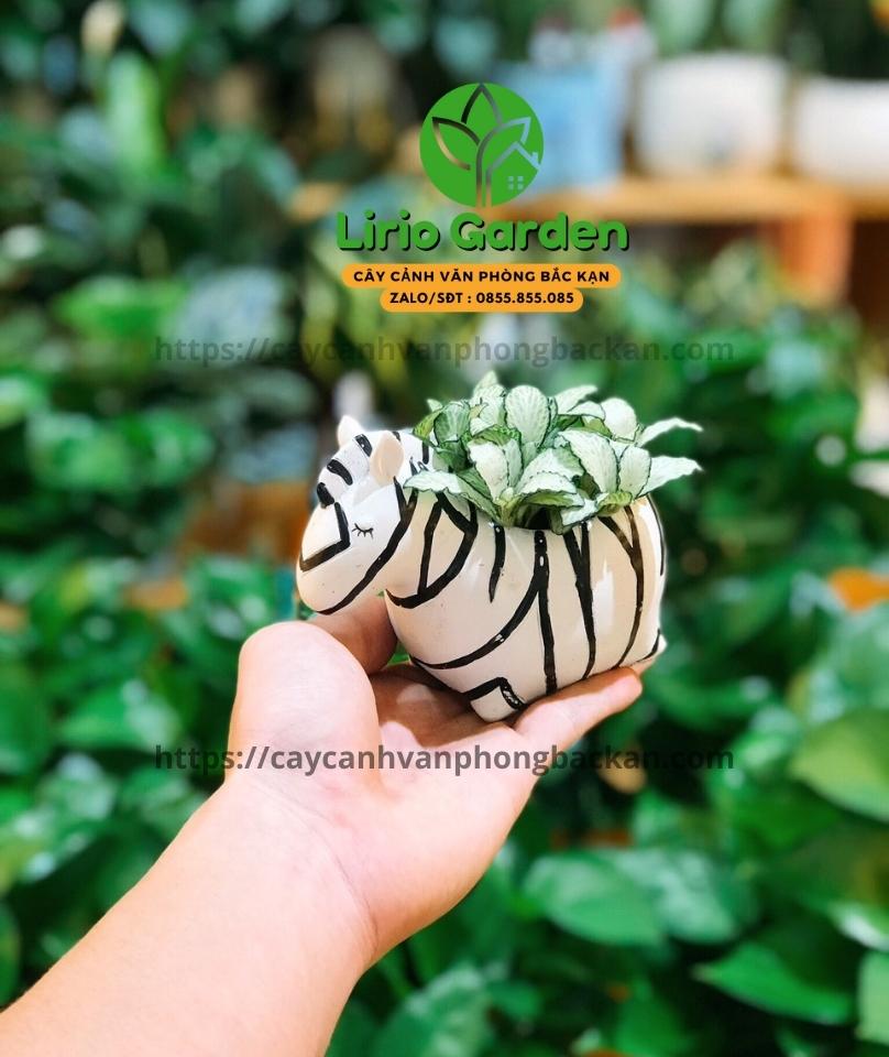 Chậu cây hình ngựa vằn