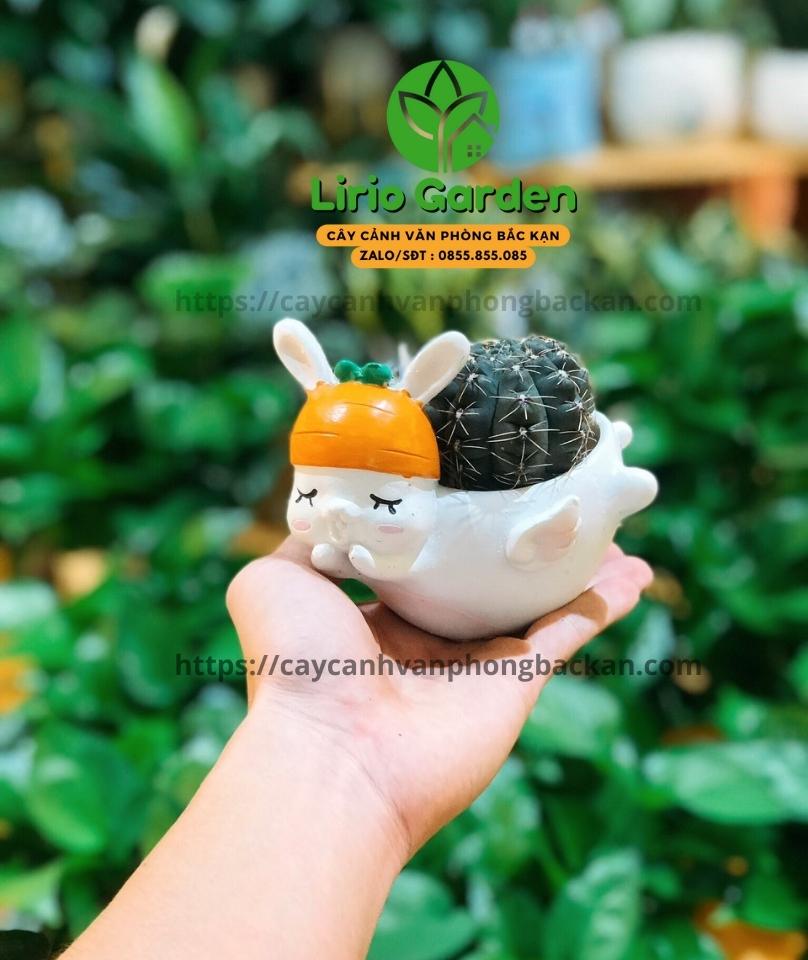Chậu Cây Hình Thỏ Trắng Có Cánh