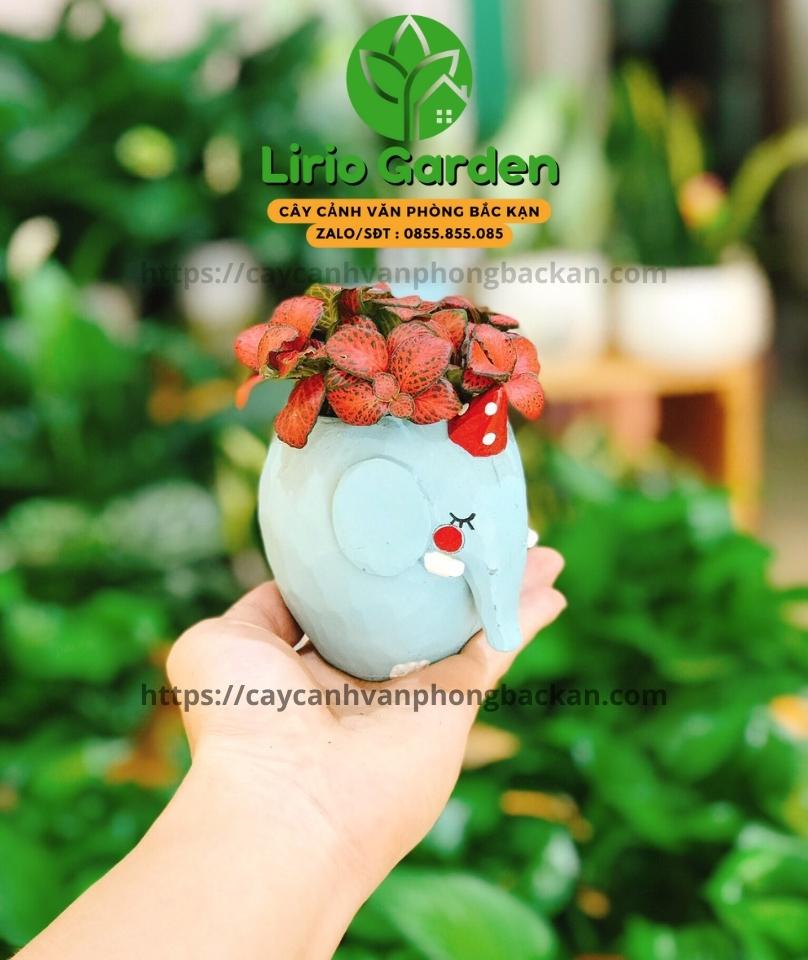Chậu cây hình voi xanh nước biển