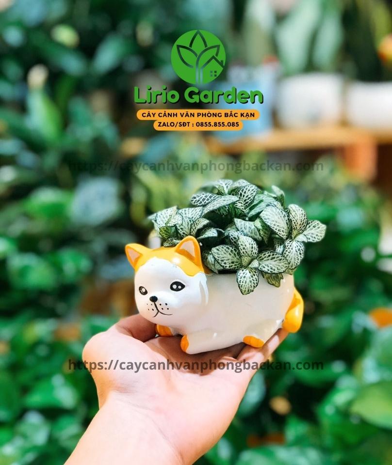 Chậu cây mèo tai cam