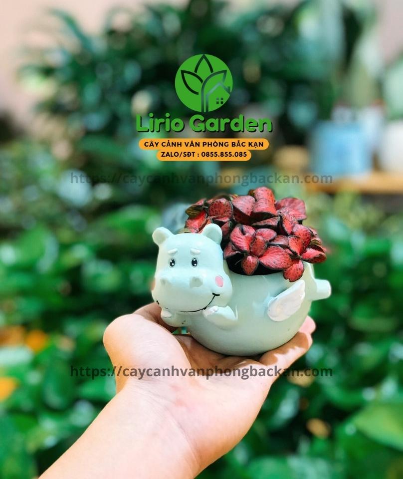 Chậu Cây Hình Hà Mã Có Cánh