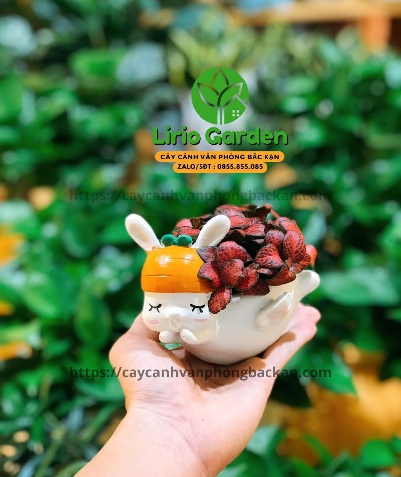 Chậu Cây Hình Thỏ Trắng Có Cánh