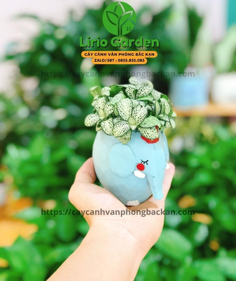 Chậu cây hình voi xanh nước biển