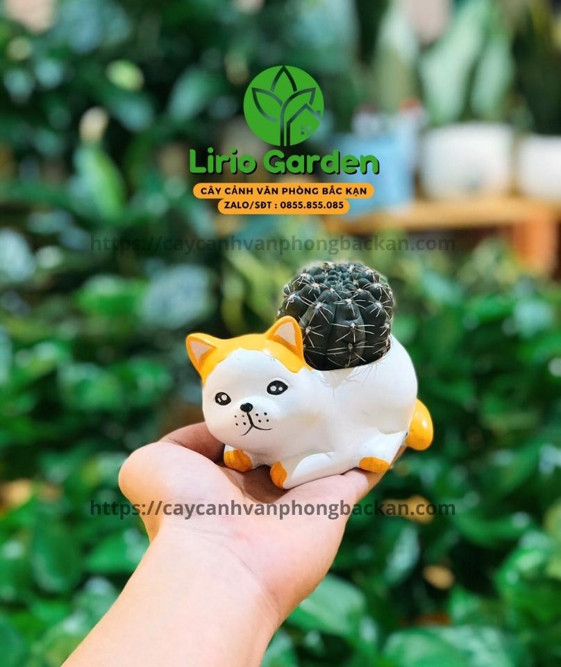 Chậu cây mèo tai cam