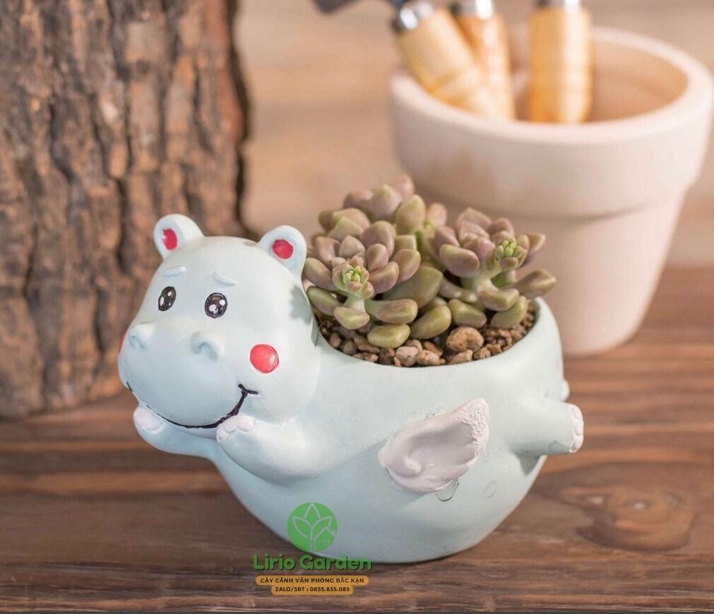 Chậu Cây Hình Hà Mã Có Cánh