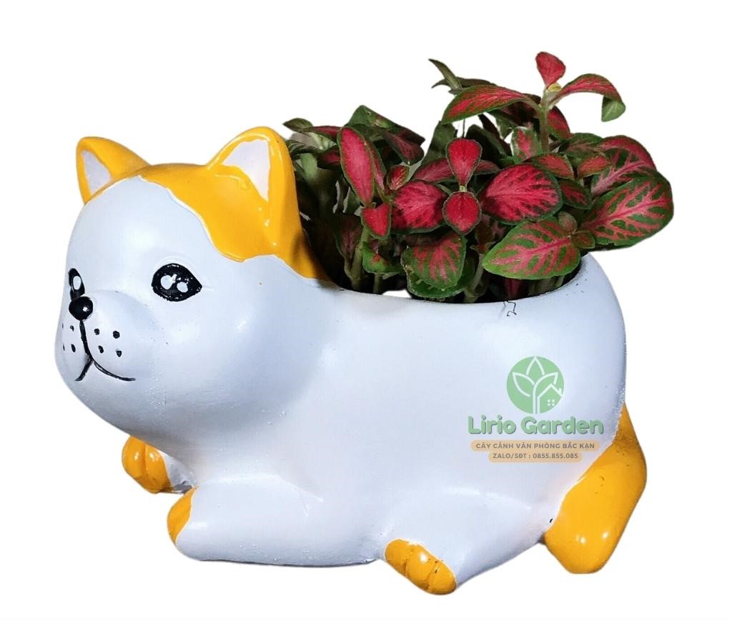 Chậu cây mèo tai cam