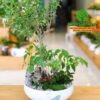 cây bạch tuyết mai trắng