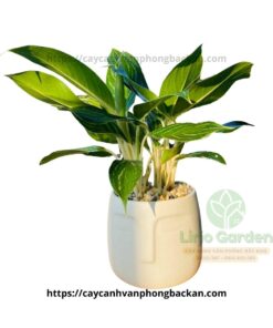 Cây Bạch Mã Hoàng Tử