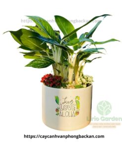 Cây Bạch Mã Hoàng Tử