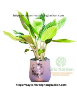 Cây Bạch Mã Hoàng Tử