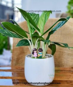 Cây Bạch Mã Hoàng Tử