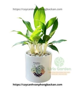 Cây Bạch Mã Hoàng Tử