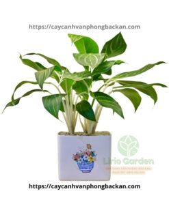 Cây Bạch Mã Hoàng Tử