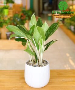 Cây Bạch Mã Hoàng Tử