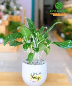 Cây Bạch Mã Hoàng Tử