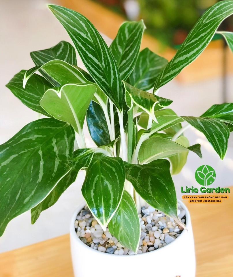 Cây Bạch Mã Hoàng Tử