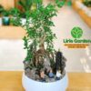 Cây Bạch Tuyết Mai