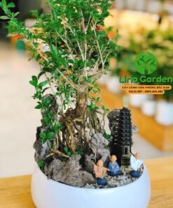 Cây Bạch Tuyết Mai