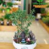 Cây Bạch Tuyết Mai Trắng