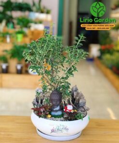 Cây Bạch Tuyết Mai Trắng