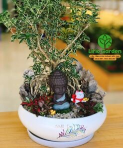 Cây Bạch Tuyết Mai Trắng