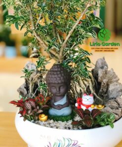Cây Bạch Tuyết Mai Trắng