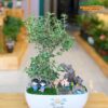 Cây Bạch Tuyết Mai Trang Trí Tiểu Cảnh