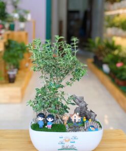 Cây Bạch Tuyết Mai Trang Trí Tiểu Cảnh