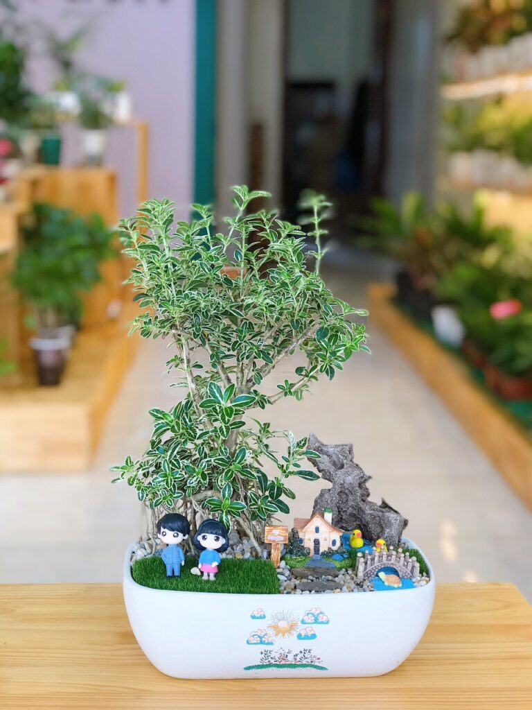 Cây Bạch Tuyết Mai Trang Trí Tiểu Cảnh