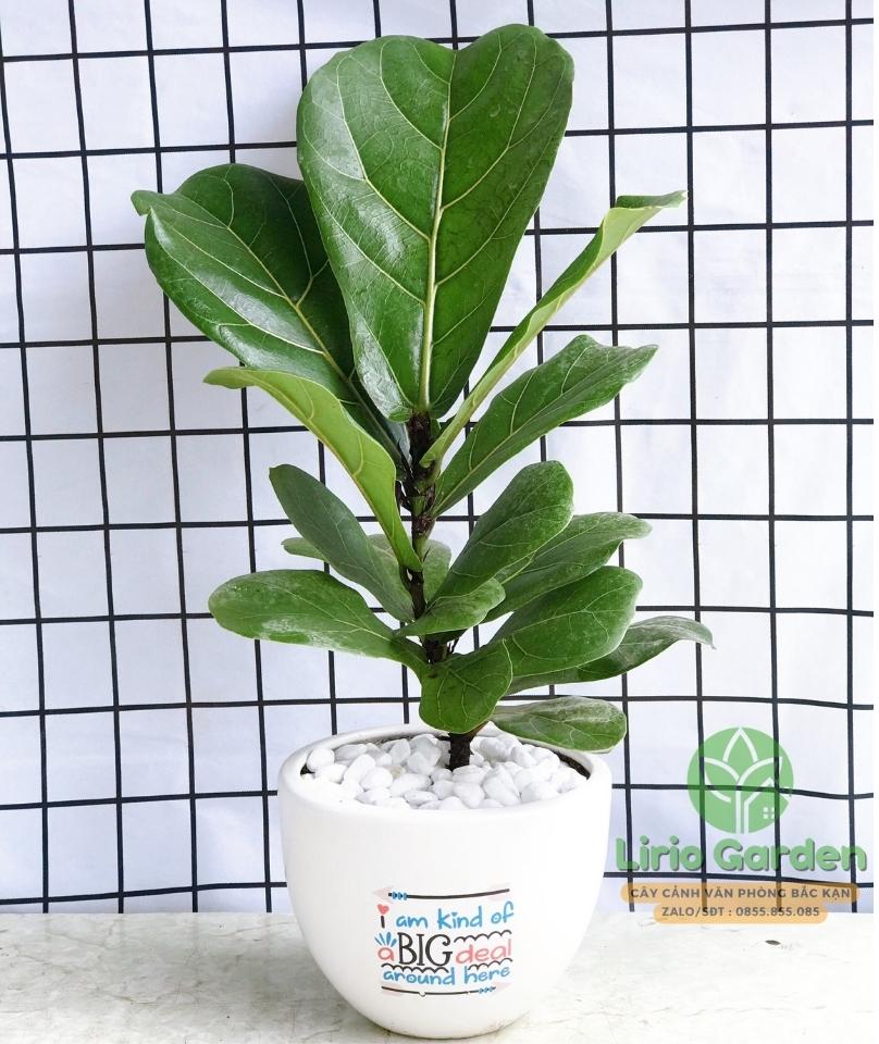 Cây Bàng Singapore Cây Bàng Singapore