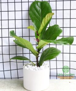 Cây Bàng Singapore