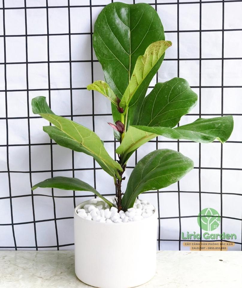 Cây Bàng Singapore Cây Bàng Singapore