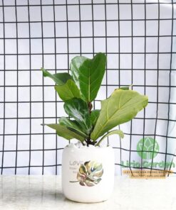 Cây Bàng Singapore