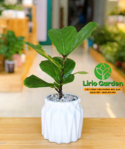 Cây Bàng Singapore