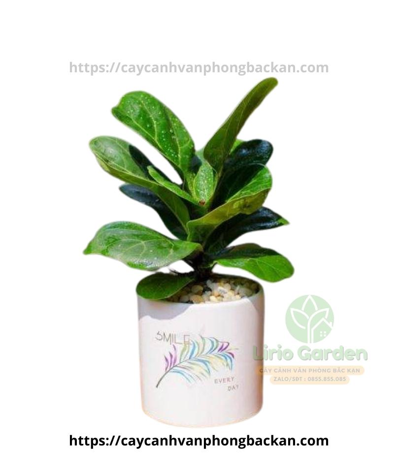 Cây Bàng Singapore Cây Bàng Singapore