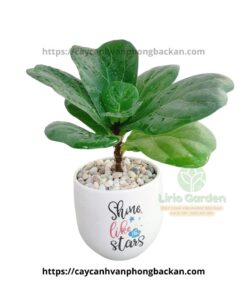 Cây Bàng Singapore