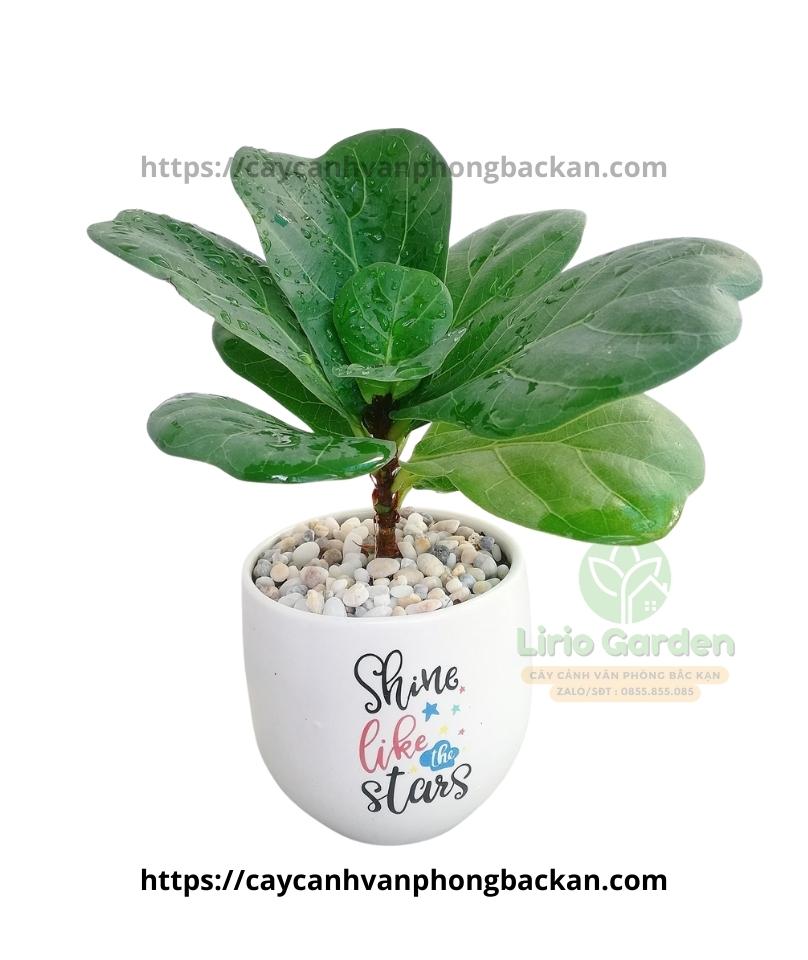 Cây Bàng Singapore Cây Bàng Singapore