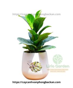 Cây Bàng Singapore