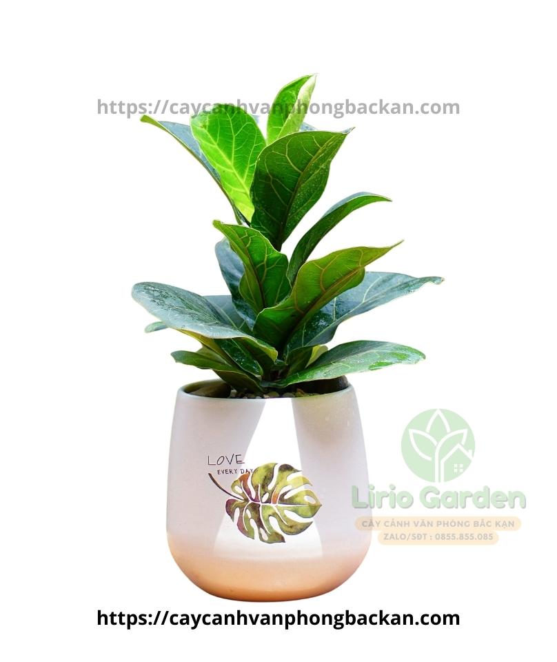 Cây Bàng Singapore Cây Bàng Singapore