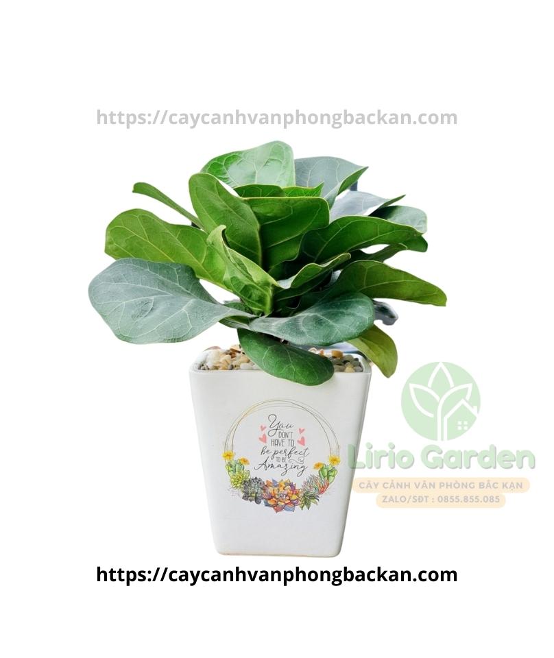 Cây Bàng Singapore Cây Bàng Singapore