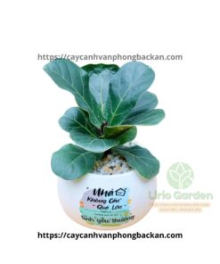 Cây Bàng Singapore