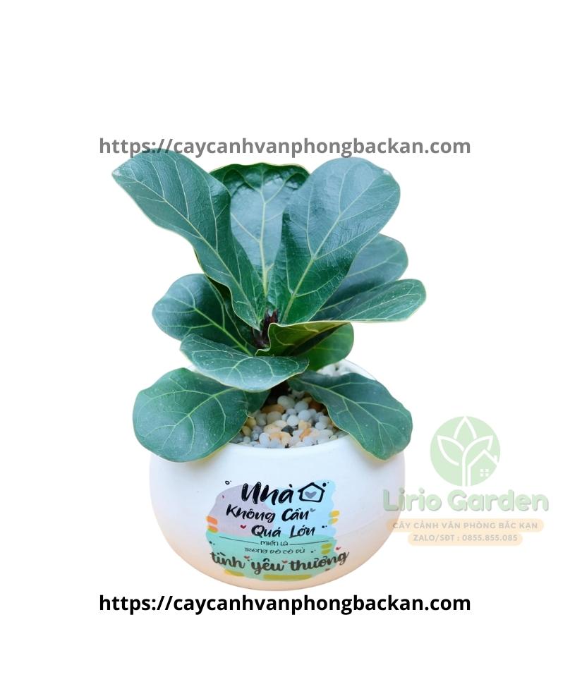 Cây Bàng Singapore Cây Bàng Singapore