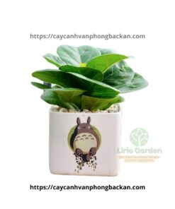 Cây Bàng Singapore